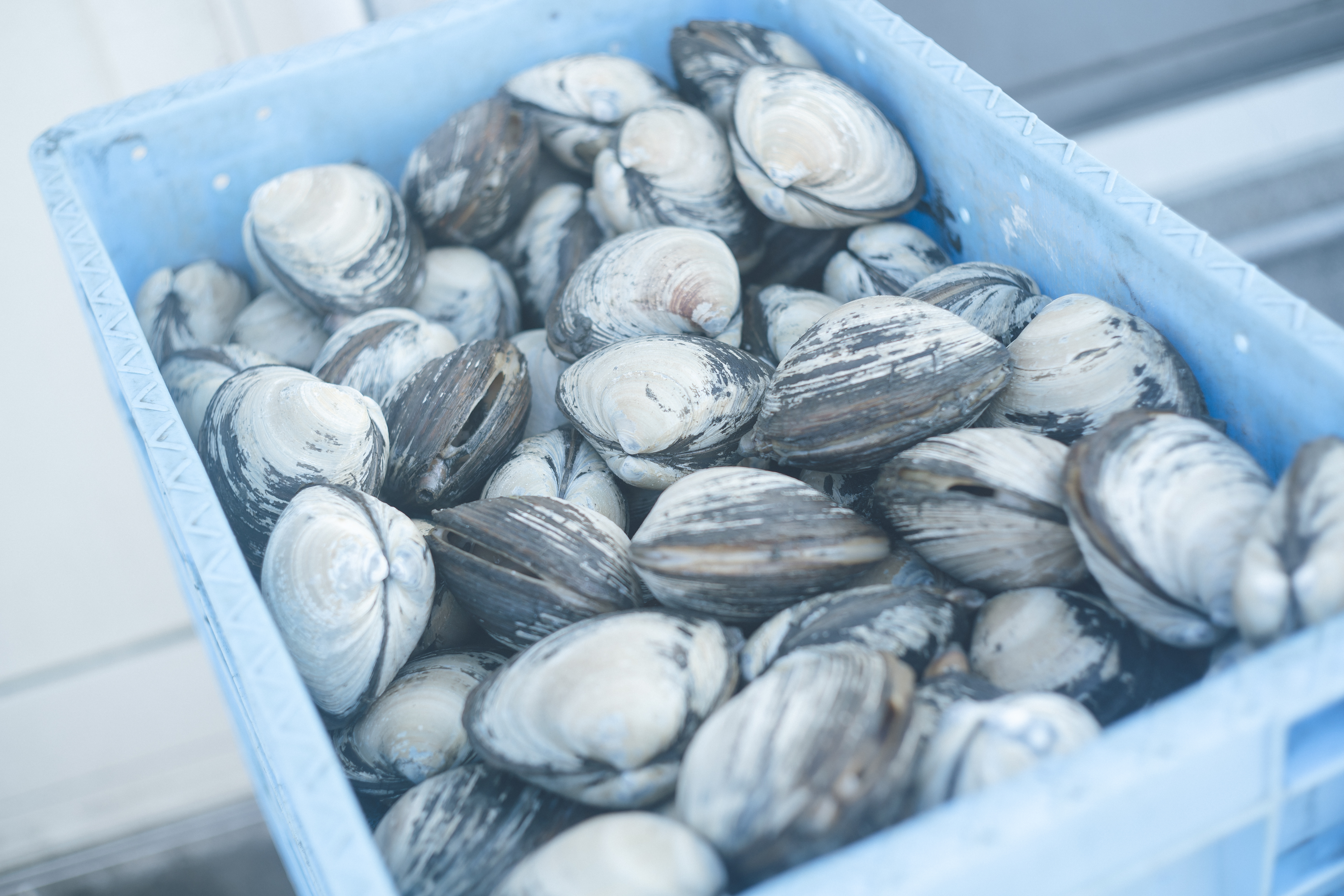 Fresh Hokkaido hokki-gai surfclams